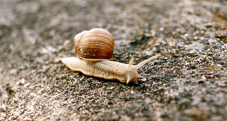 Snail by Zdenko Zivkovic Flickr 